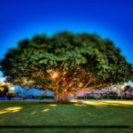 Palm Beach Island Banyan Tree at Park