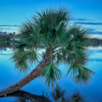 Palm Tree in Lake a Park in Juno Beach