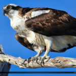 Osprey from Blue Cypress Lake Perched in Cypress Tree