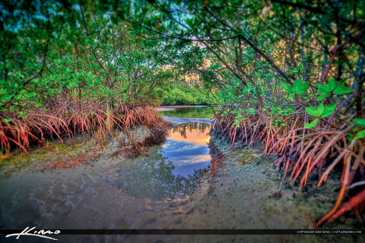 Mangrove Trees at Dubois Park in Jupiter Inlet Florida Royal Stock Photo