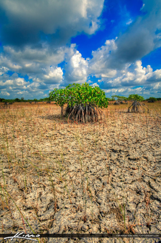 Everglades National Park Mangrove Tree in Dried Wetlands - Royal Stock ...