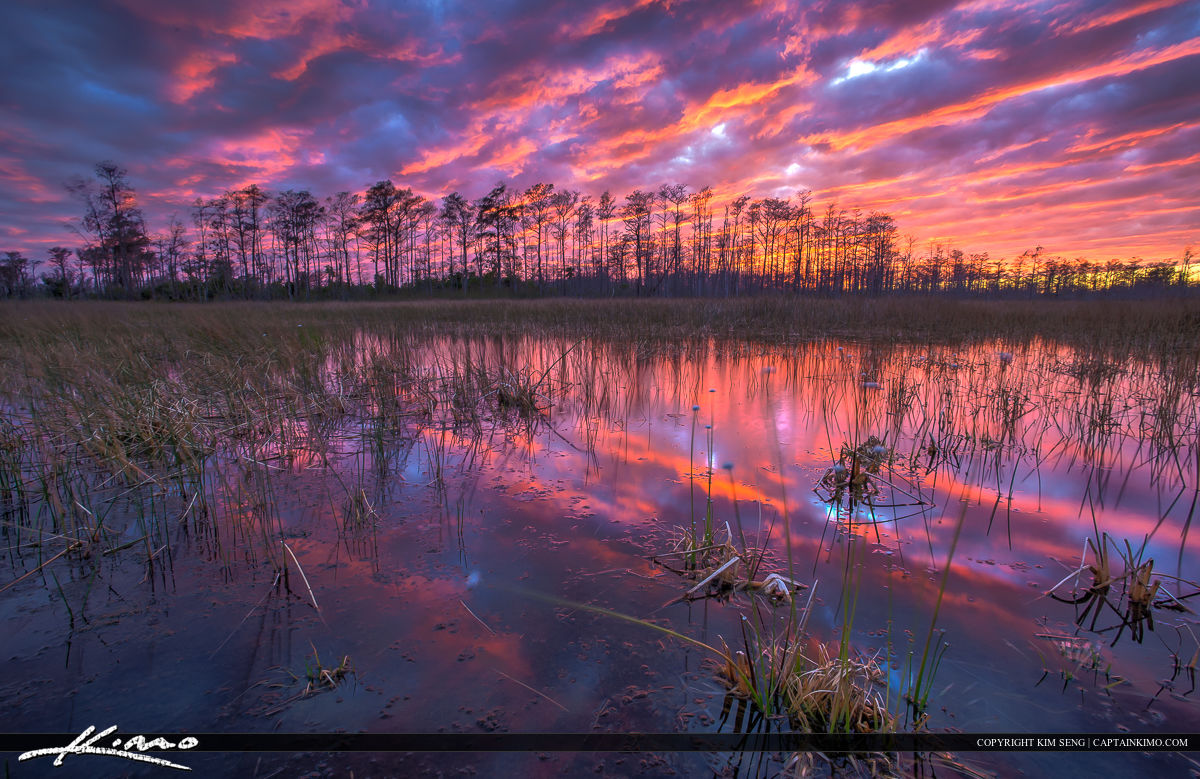 Florida Wetlands Landscape Sunset Colors Palm Beach Gardens Purp