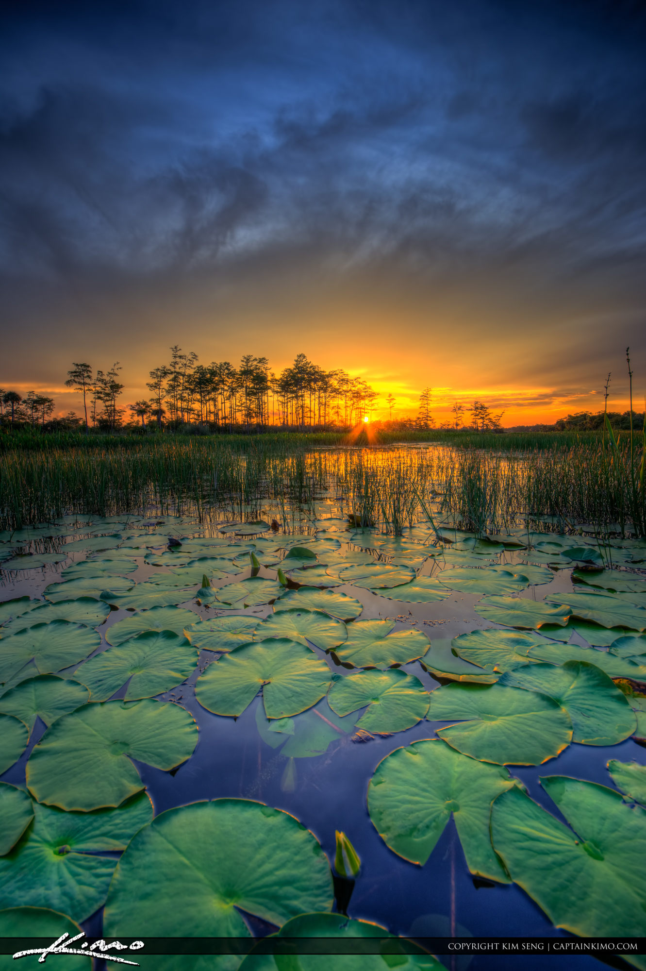 Loxahatchee Slough Natural Area Wetlands Lilypads Royal Stock Photo