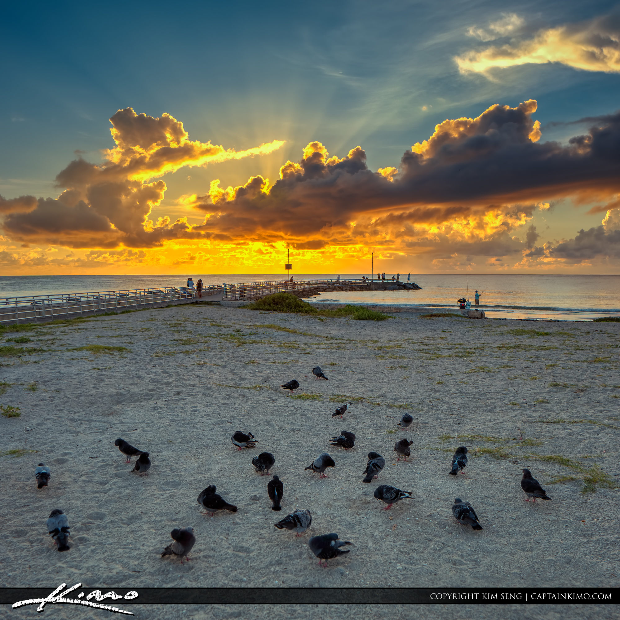 Pigeons at Jupiter Inlet Ocean Park During Sunrise Royal Stock Photo