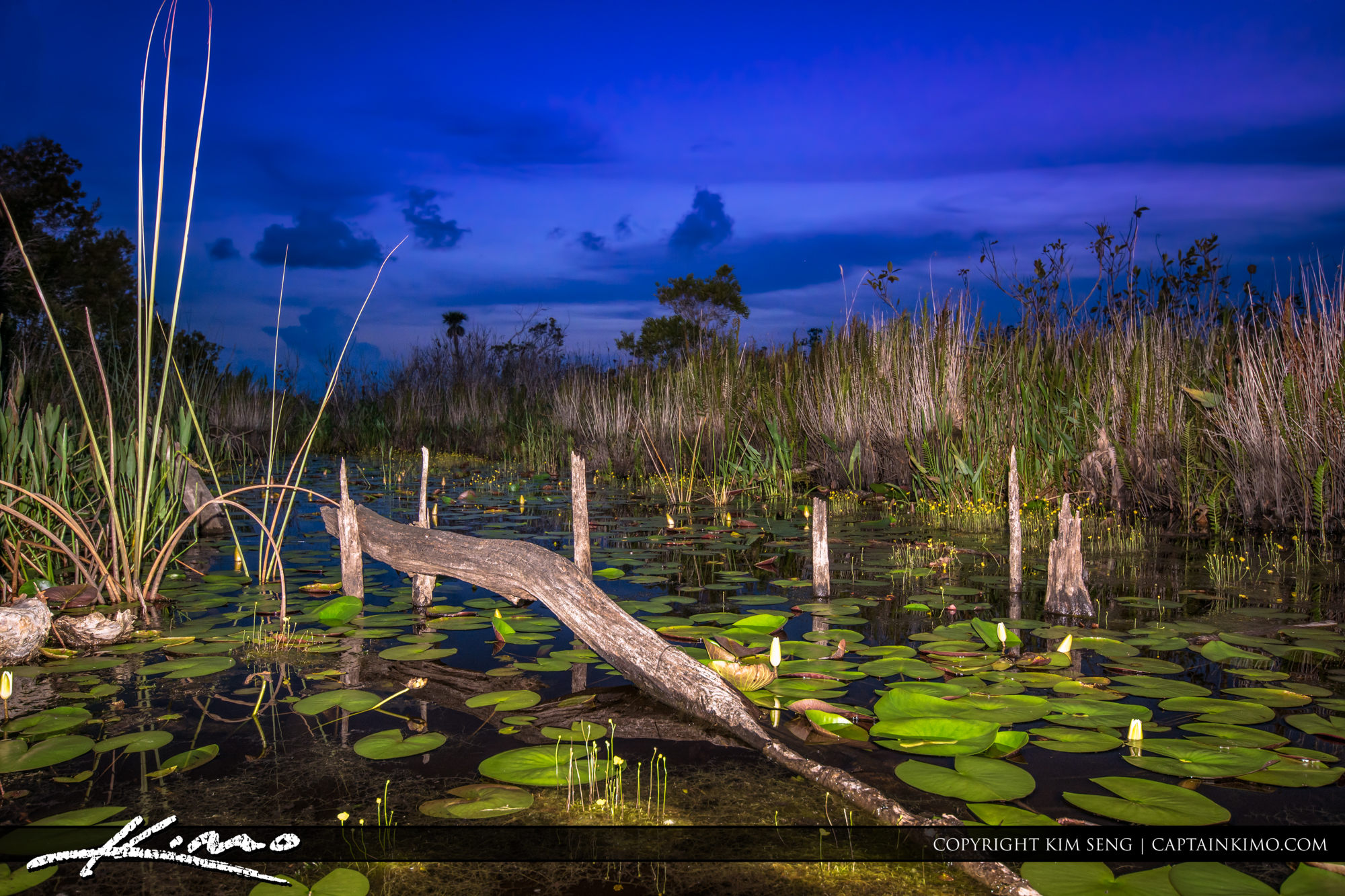 Wetlands After Sunset Along Loxahatchee Slough Natural Area