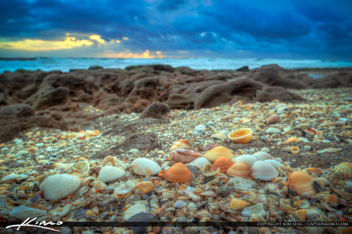 Seashells at Beach in Coral Cove Park Florida