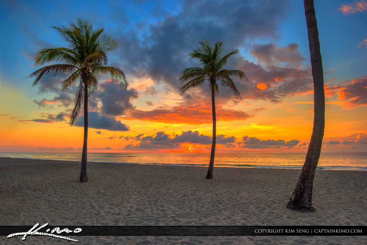 Hollywood Beach Under the Coconut Tree Royal Stock Photo