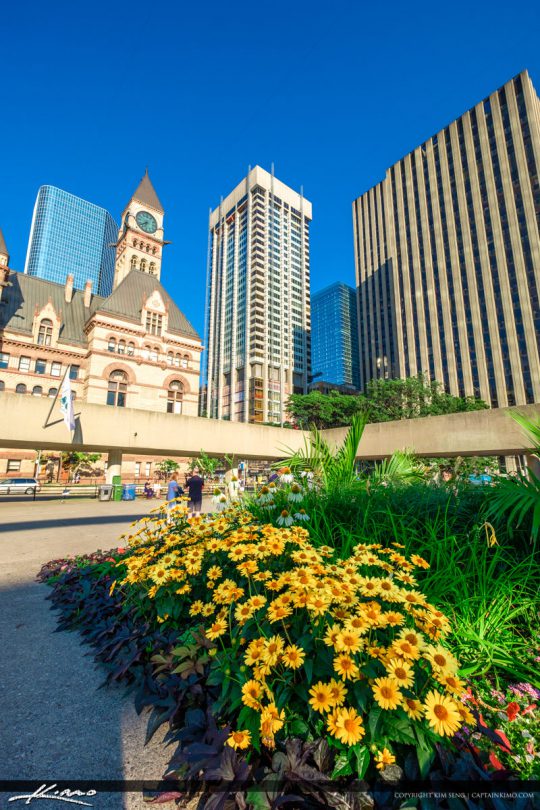 Toronto Canada Ontario Flowers Downtown Royal Stock Photo