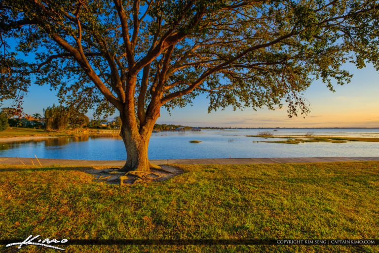 Oak Tree by the Water Lake Jackson Fishing Pier Sebring Florida Royal