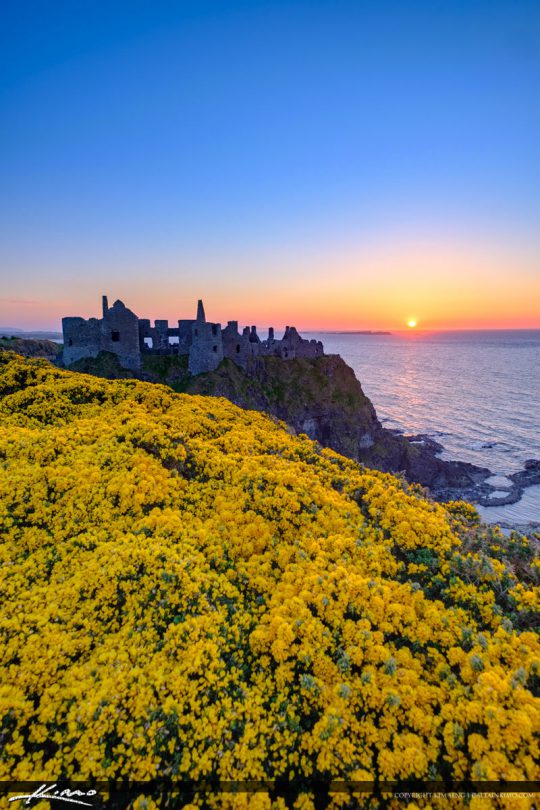 Dunluce Castle Northern Ireland VErtical View Yellow Flowers Royal