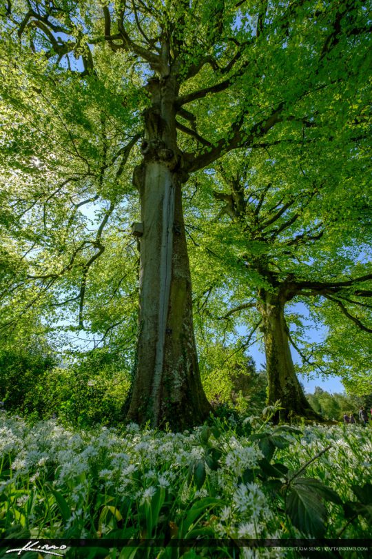 Blarney Castle Gardens Large Tree Royal Stock Photo