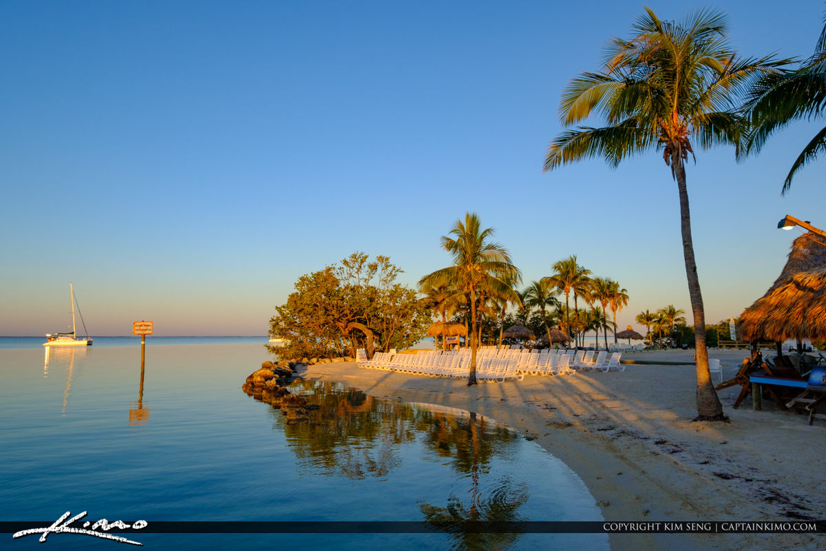 Beach Coconut Tree Gilberts Resort Key Largo Florida Keys