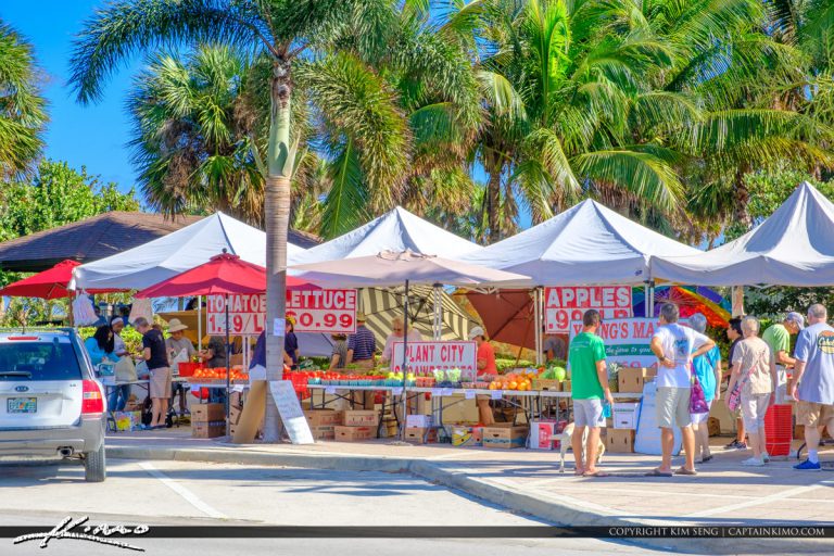 Green Market Vero Beach Florida Coconut Tree Royal Stock Photo