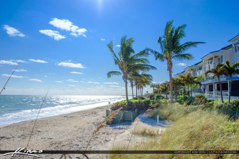 Vero Beach Florida Coconut Tree at Beach Royal Stock Photo