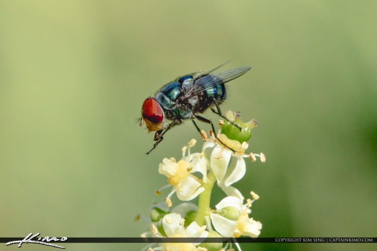 Fly on Flower Macro Royal Stock Photo