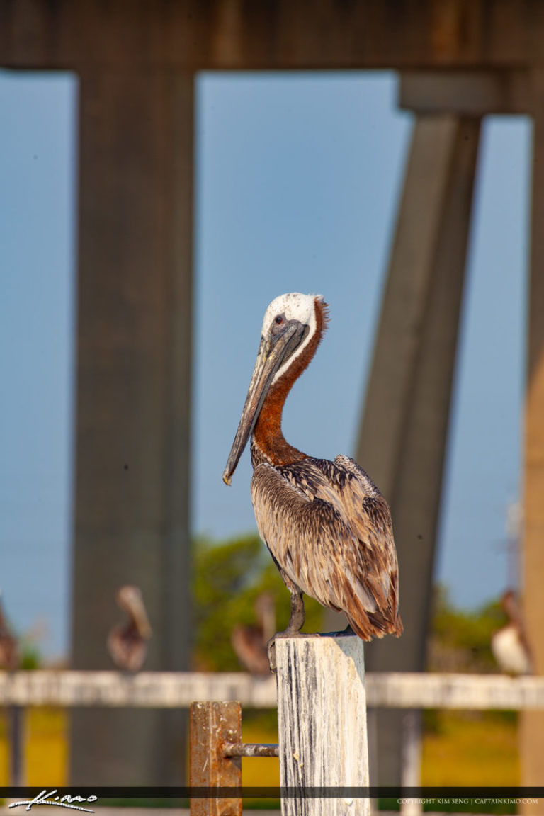 Tybee Island Swamp Wildlife Royal Stock Photo