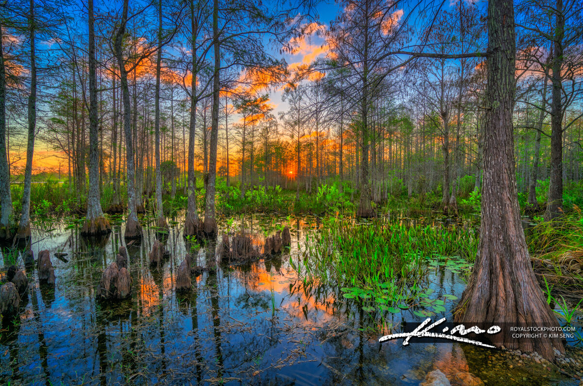Loxahatchee Slough Cypress Tree Sunset at Wetlands