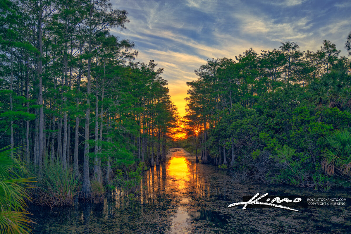 Cypress Tree at Palm Beach Gardens Canal in Loxahatchee Slough