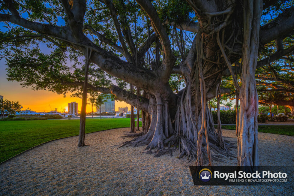 Palm Beach Island Banyan Tree at Sunset Royal Stock Photo