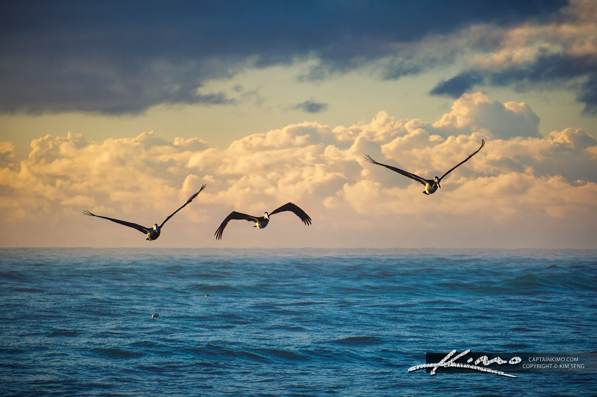 Soaring Pelicans at Sunrise