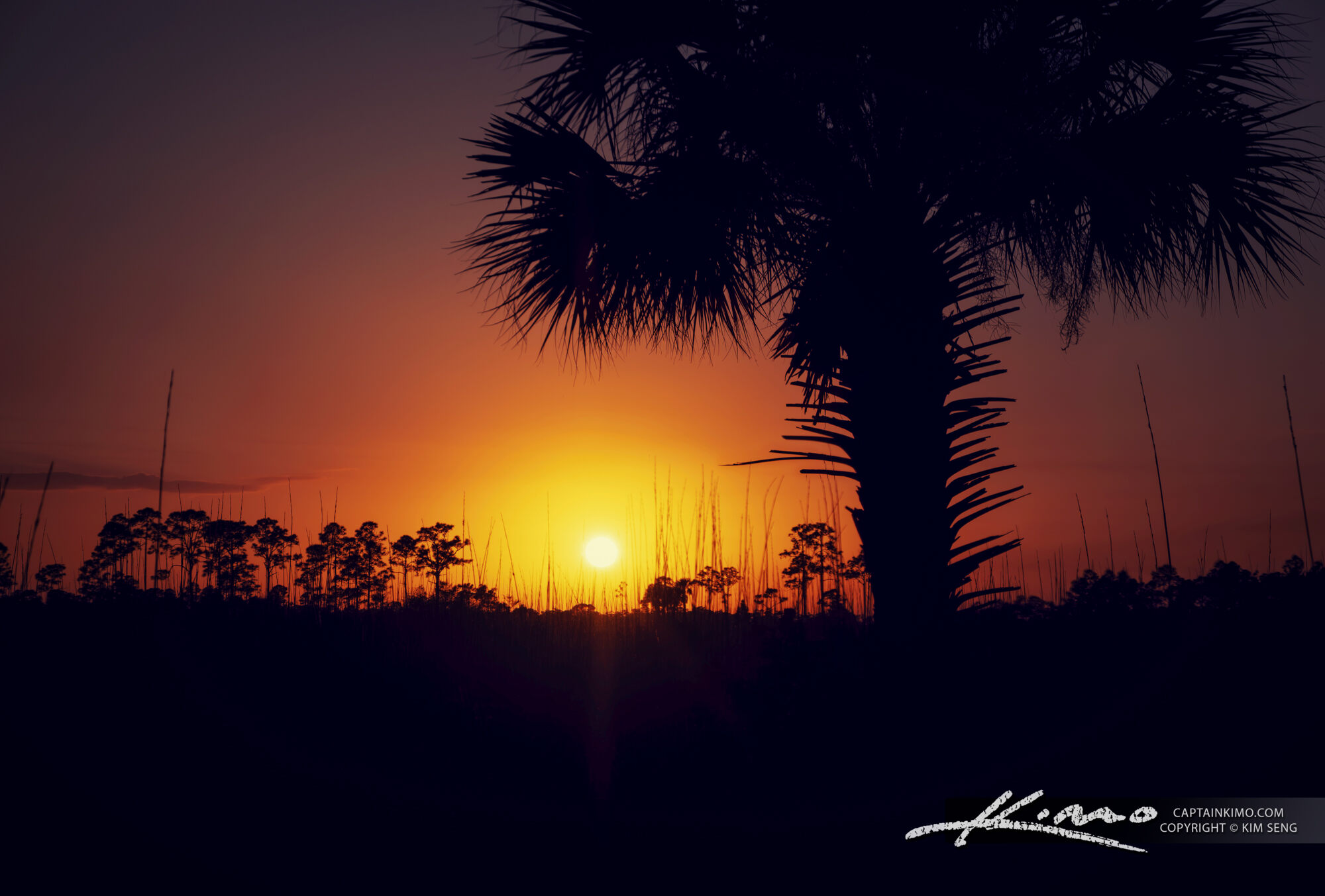 Pine Glades Natural Area Sunset with Cabbage Palm in Jupiter Florida