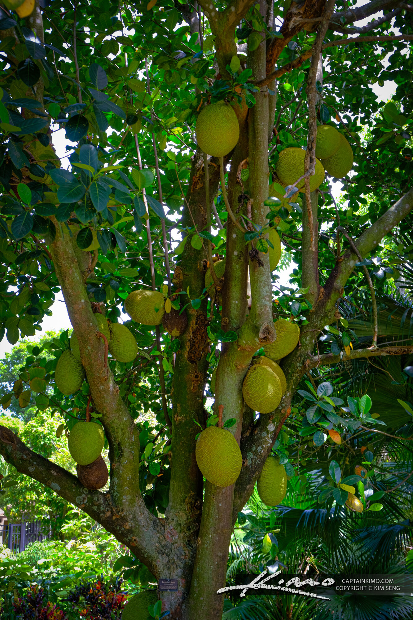 Jackfruit Mounts Botanical Garden
