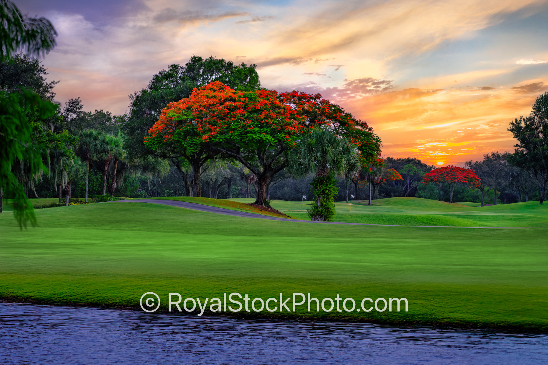 Royal Poinciana Tree at Abacoa Golf Club Sunset Jupiter Florida