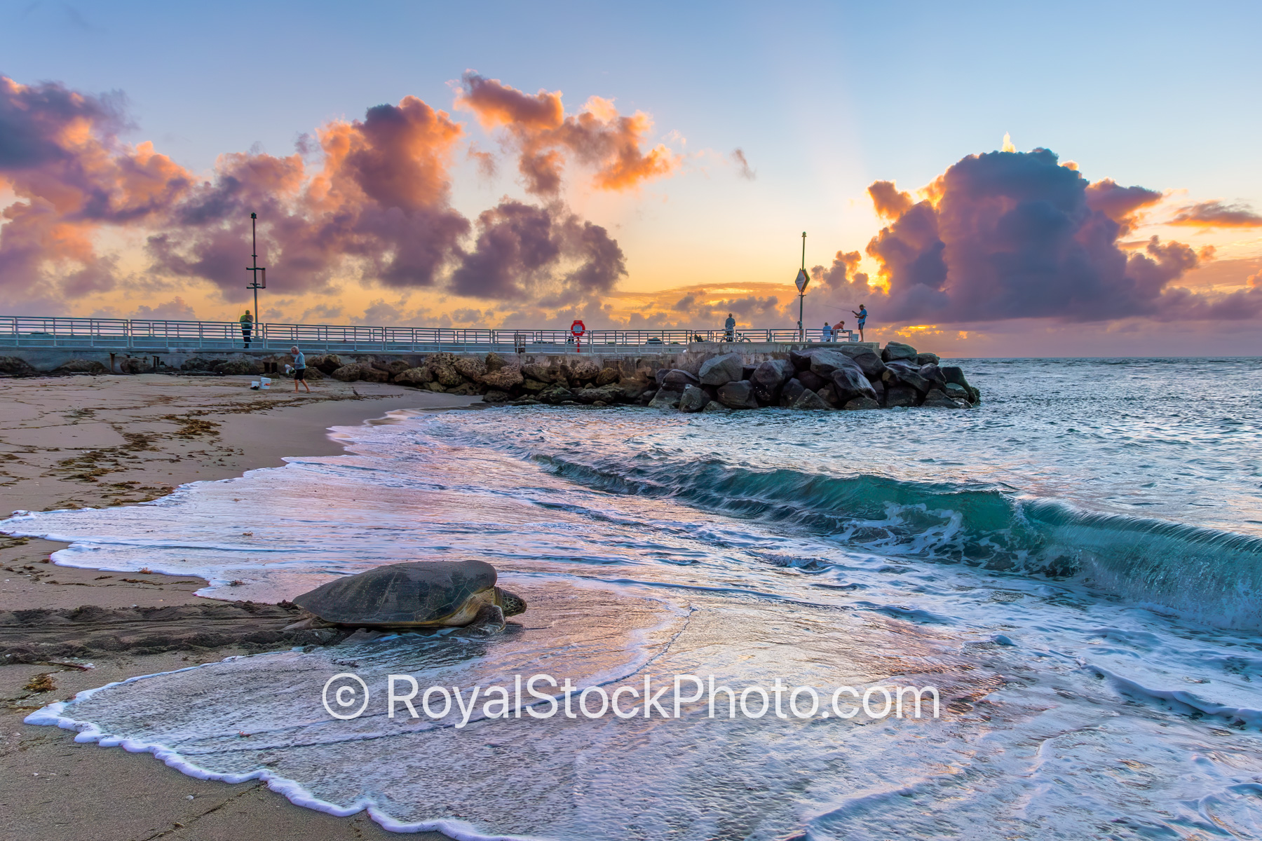 Jupiter Inlet Sea Turtle Sunrise on Beach July 17 2025