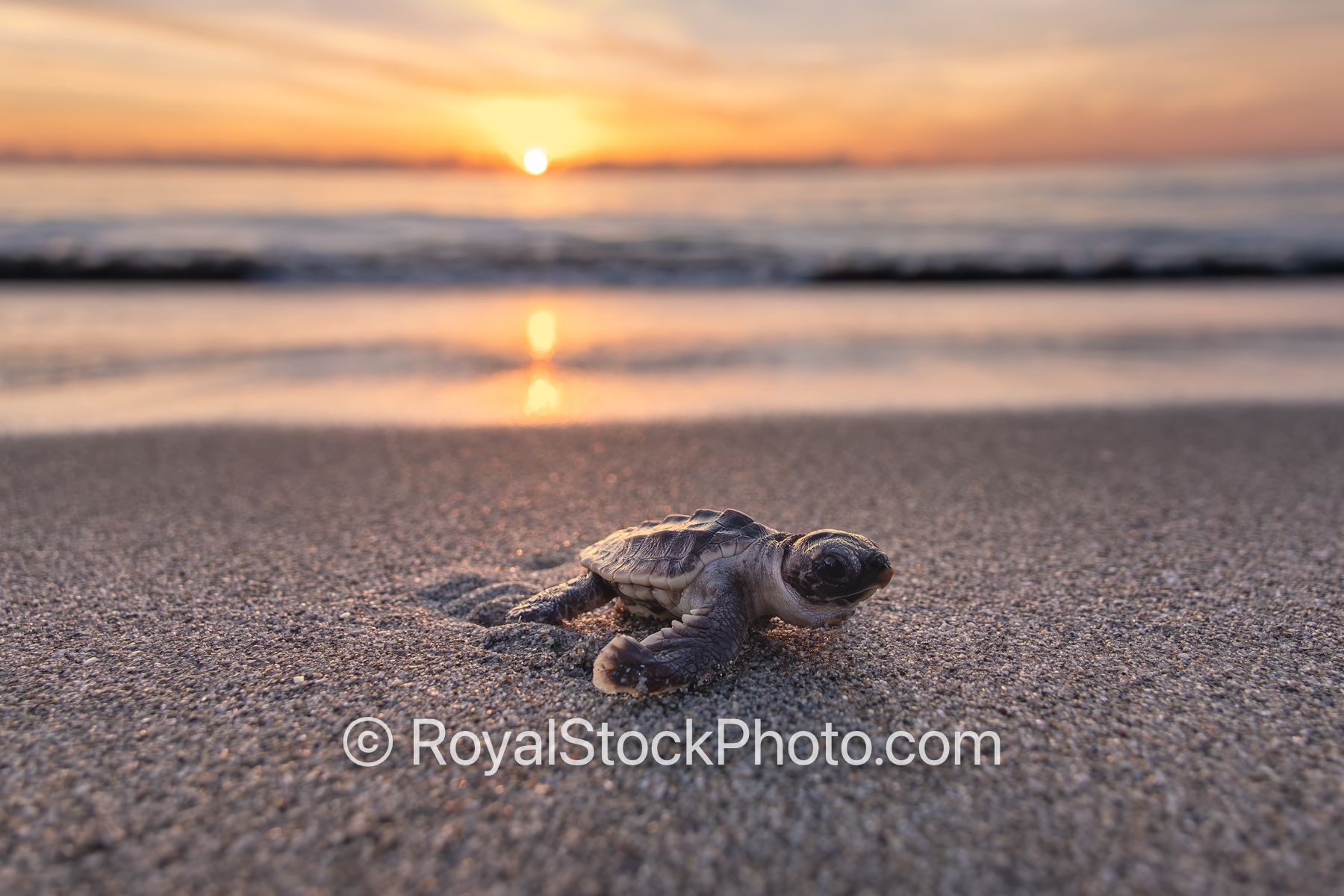 Baby Sea Turtle on Jupiter Island Beach Sunrise Florida July 21st 2025