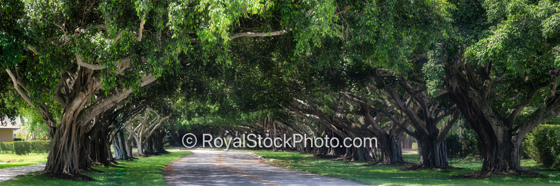 PGA National Banyan Tree Canopy July 2025