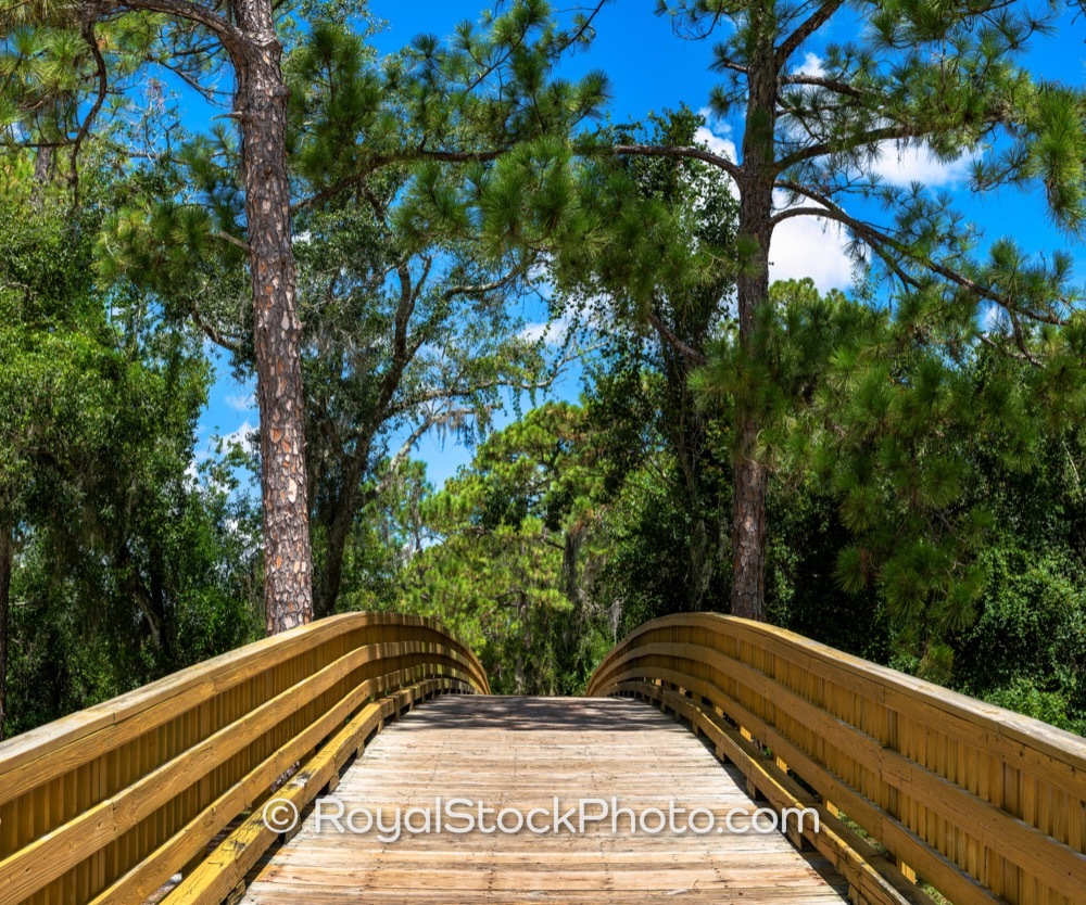 Elevated Wooden Boardwalk Surrounded by Lush Pine Trees in Lakewood Ranch Florida Under Bright Afternoon Sun