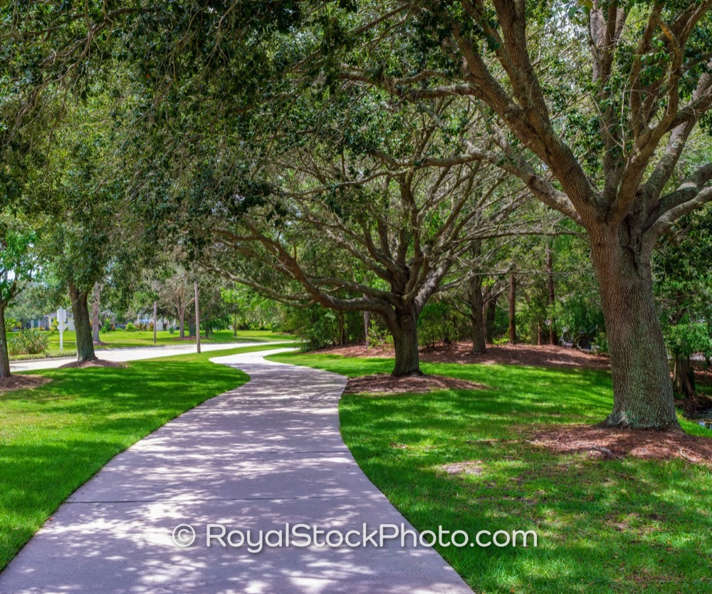 Curved Paved Pathway Beneath Oak Trees with Spanish Moss in Lakewood Ranch Florida