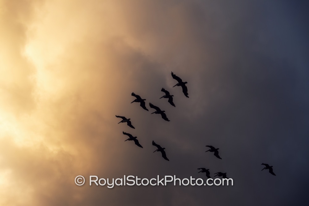 Flock of birds flying at sunrise over Juno Beach Pier Juno Beach Florida on US Highway 1 20251025