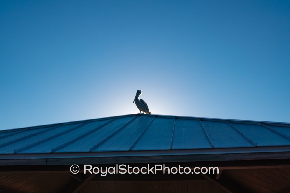 Coastal Wildlife Habitat Showcases Pelican at Juno Beach Pier in Palm Beach County on US Highway 1 20251022