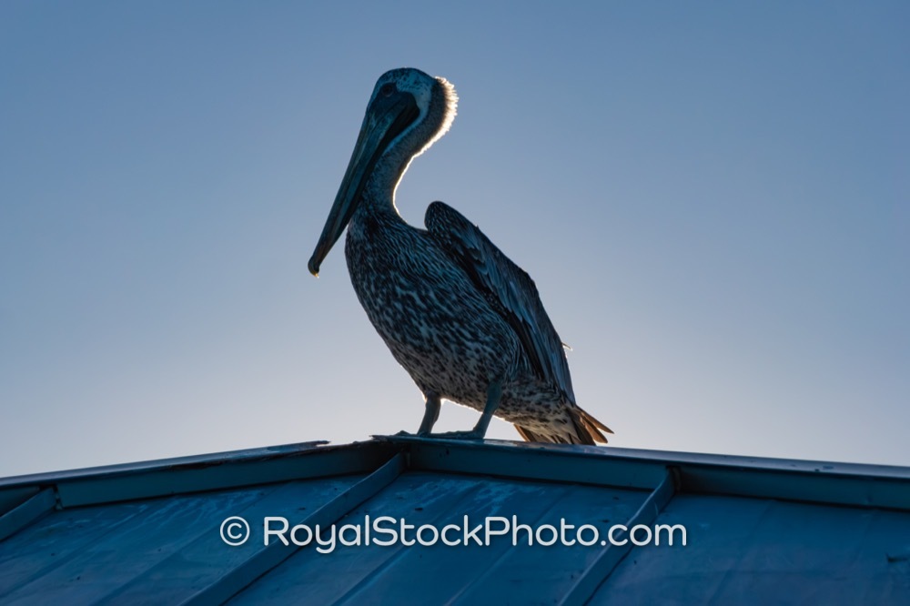 Engaging Marketing Shot Features Pelican at Juno Beach Pier Highlighting Coastal Wildlife on US Highway 1 20251022