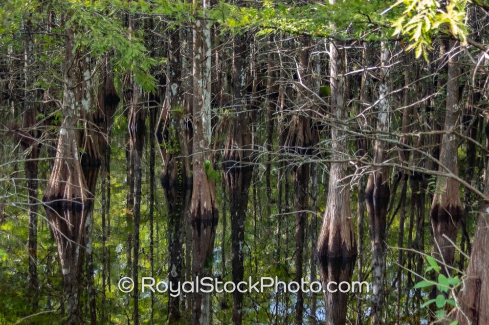 Preserve Natural Wetlands and Wildlife Habitats at Six Mile Cypress Slough Preserve in Fort Myers Florida on Penzance Boulevard 20250815