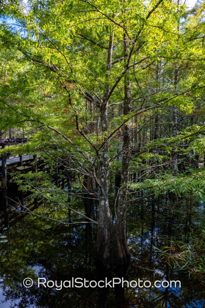Distinctive Wetland Ecosystem Highlights Recreational Opportunities at Six Mile Cypress Slough Preserve in Fort Myers on Penzance Boulevard 20250815