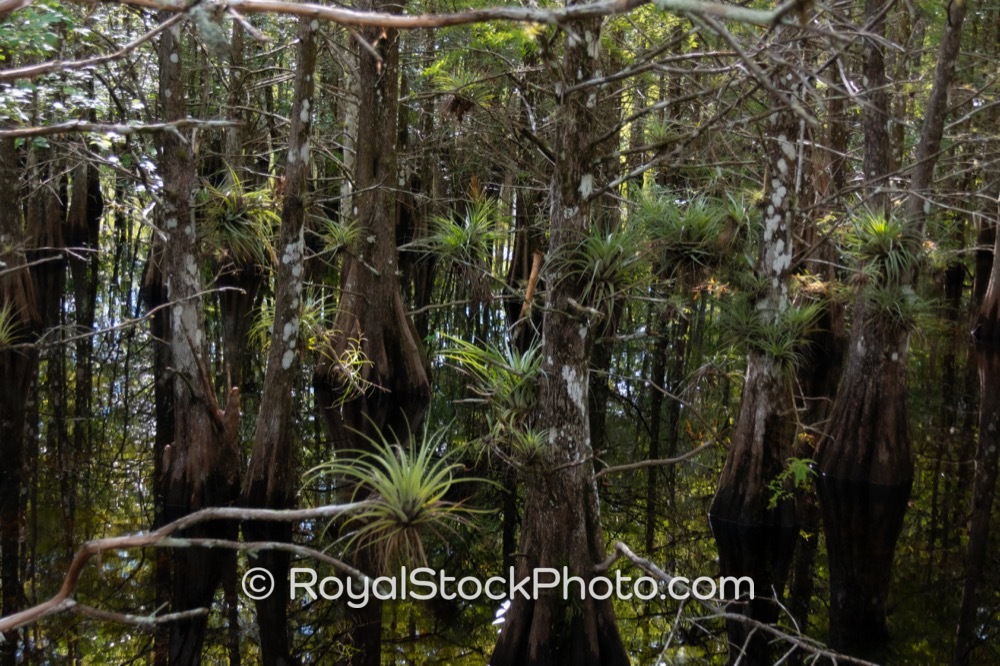 Natural Ecosystems Flourish at Six Mile Cypress Slough Preserve in Fort Myers Florida on Penzance Boulevard 20250815