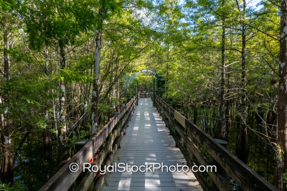 Nature Enthusiasts Document Tranquil Pathways Through Six Mile Cypress Slough in Fort Myers on Penzance Boulevard 20250815