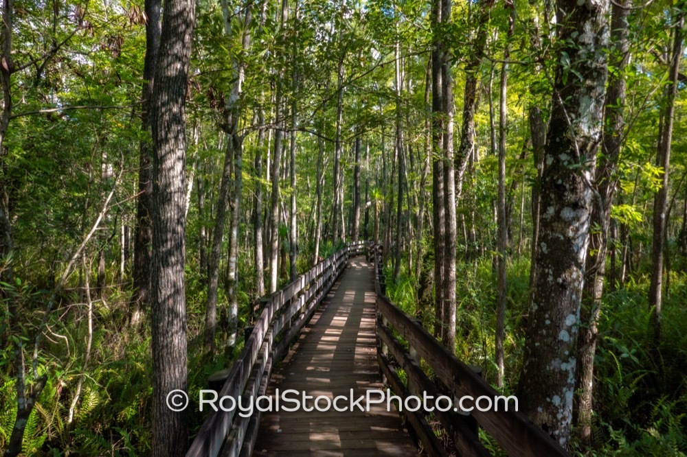 Photographic Documentation of Outdoor Recreation Trails at Six Mile Cypress Slough Preserve in Fort Myers on Penzance Boulevard 20250815