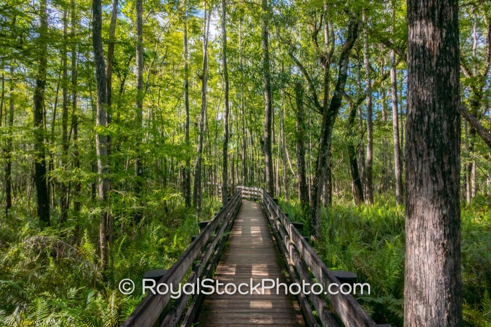 Scenic Boardwalk Connects Nature Enthusiasts to Unique Ecosystems at Six Mile Cypress Slough in Fort Myers on Penzance Boulevard 20250815