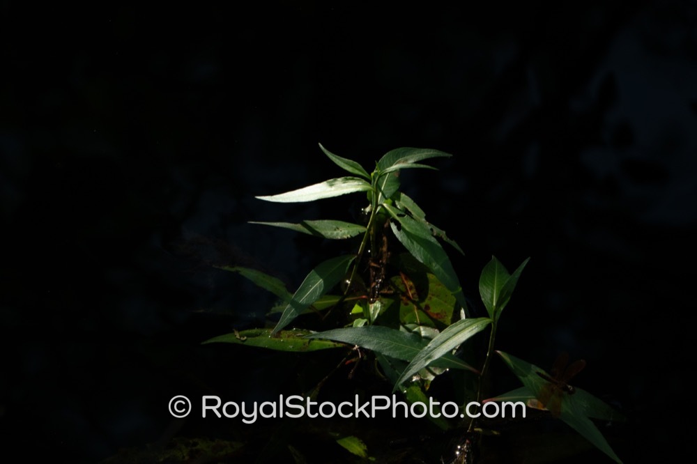 Native Flora Flourishes Amidst Shimmering Waters at Six Mile Cypress Slough Preserve in Fort Myers Florida on Penzance Boulevard 20250815