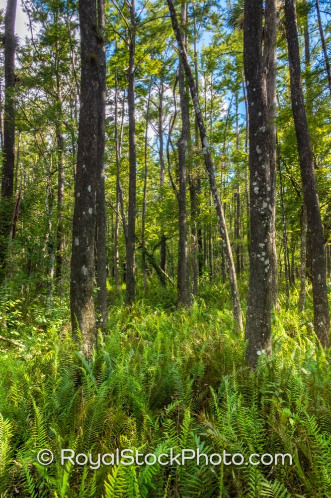 Vital Protected Wetland Ecosystem at Six Mile Cypress Slough in Fort Myers Florida on Penzance Boulevard 20250815