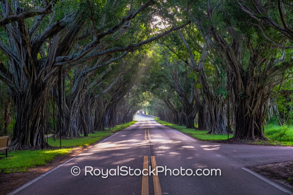 Enchanting Ficus Tree Canopy Defines Scenic Drive at Bridge Road Tree Tunnel in Hobe Sound on Southeast Bridge Road 20180213