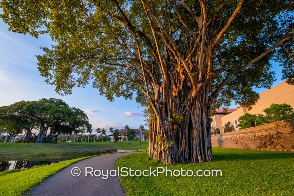 Capturing the Iconic Banyan Tree in Grandview Heights Under Evening Light in West Palm Beach on Lake Avenue 20180101