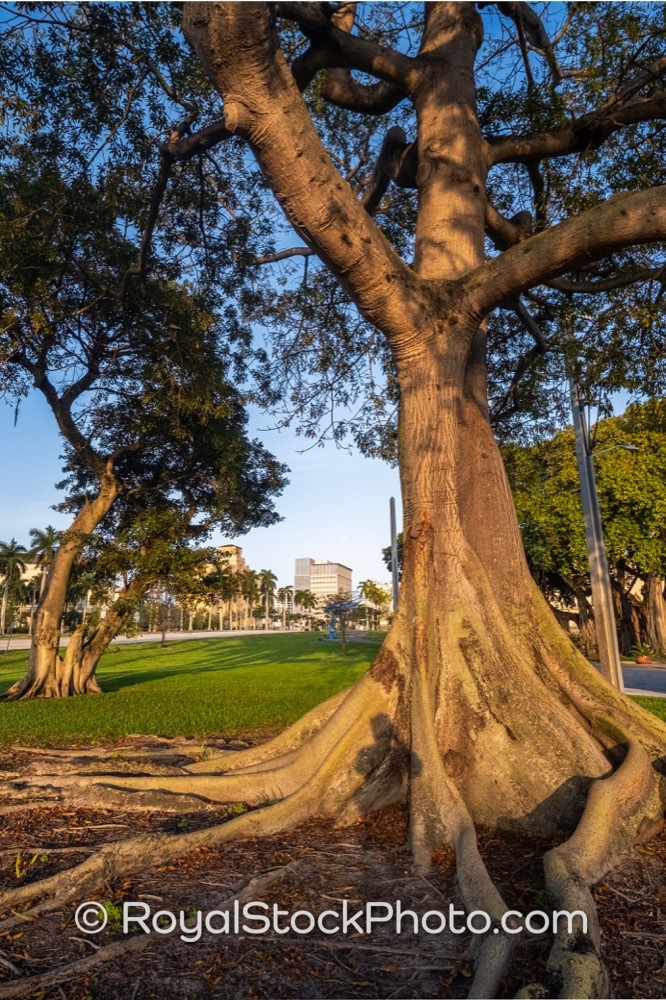 Grandview Heights Community Benefits from Majestic Banyan Tree Canopy Discouraging Heat at Sunset on Lake Avenue 20230305