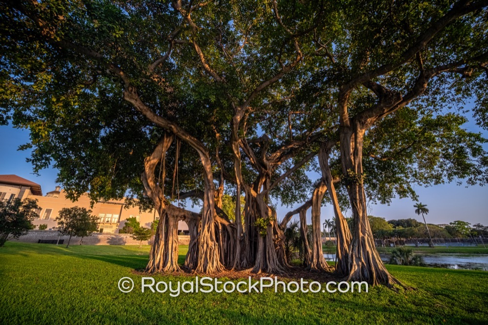 Iconic Banyan Tree Frames Sunset Scene in Grandview Heights West Palm Beach Florida on Lake Avenue 20230305