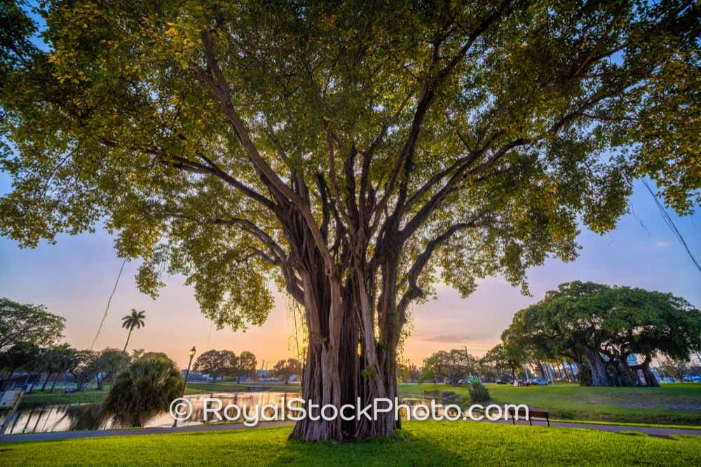 Iconic Banyan Tree in Grandview Heights Highlights Luxury Lifestyle in West Palm Beach on Lake Avenue 20230305