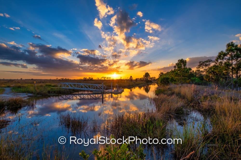 Elevate Awareness of Native Ecosystems at Pine Glades Natural Area Under Golden Hour Light on West Indiantown Road 20180412