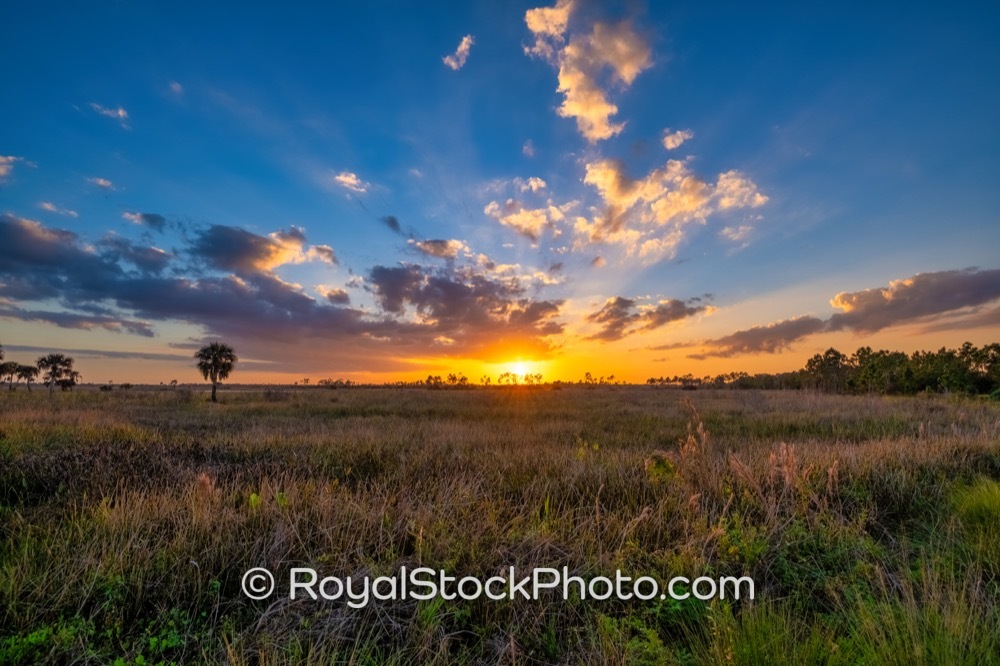 Explore the Abundant Nature and Scenic Sunsets at Pine Glades Natural Area in Jupiter Florida on West Indiantown Road 20180412
